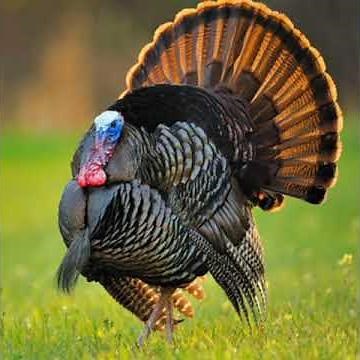Osceola Turkey Florida Turkey Sounds, Calls, G