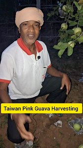 2.3M views · 29K reactions | ଦେଢ଼ ବର୍ଷର Taiwan Pink Guava tree ରୁ 10 କିଲୋ ପିଜୁଳି ତୋଳିଲି ଆଜି #Odisha #rabiorganicfarming #odia | Rabi Organic Farming | Facebook