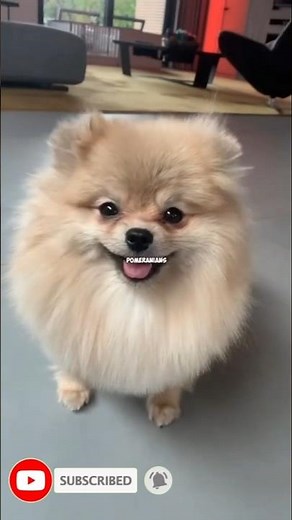 Top 10 Smallest Dog Breeds in History – You Won’t Believe They Exist!