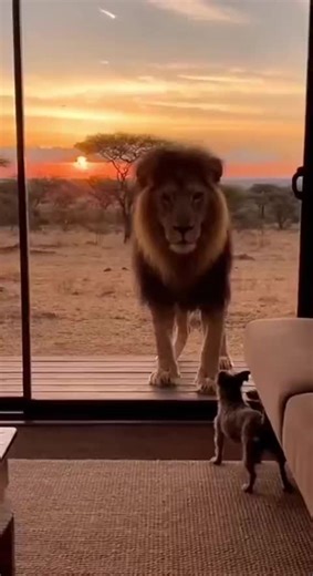 Hilarious Animal Antics Compilation