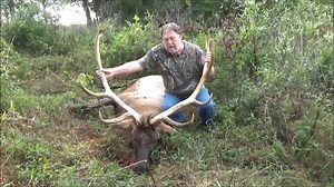 Beautiful elk | Cedar Ridge Whitetails