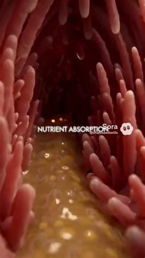 Inside the Bite – 3D Food Journey Through the Mouth and Digestive Tract #shortvideo