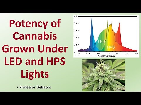Potency of Cannabis Grown Under LED and HPS Lights