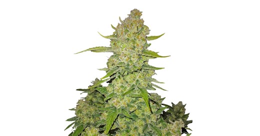 Papaya Cookies Auto Weed Strain Information | Leafly