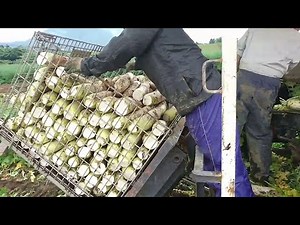 Daikon Radish Harvesting - Giant Japanese Radish