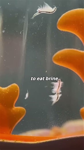 Why Flamingos are Pink #facts #natureshorts #shorts #flamingo #animals