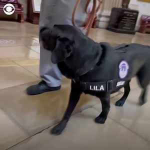 COMFORT DOG: This pup may be Capitol Hill police force’s most important new recruit – as a comfort dog who’s sniffing out what officers may need a four-legged friend. https://cbsn.ws/3lF8WvR | CBS Evening News
