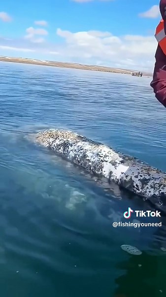 How to Remove Barnacles from a Whale