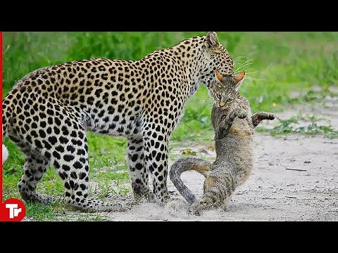 Leopard Kills Cat Brutally