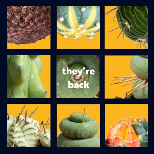 First store list drop of the year & it's BIG! Since you loved the test drops so much, this time our rare cacti will be in OVER ONE THOUSAND stores across 18 states 🥳 - our largest drop to date! See the store list here 💛: https://docs.google.com/spreadsheets/u/0/d/e/2PACX-1vRMQsxeLA0W_sWrGH8H_efA6zOB-MJOjnerv0FKNT5wMa_PNNLCGTEPmC19QRDBu_0q1AzvMCWZQSJf/pubhtml?pli=1 | Costa Farms