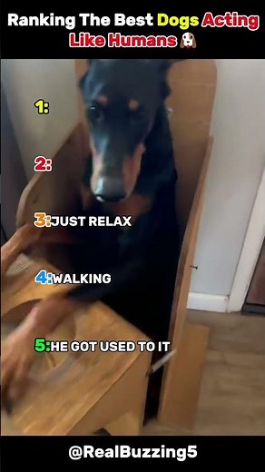 Ranking The Best Dogs Acting Like Humans 🐶😂