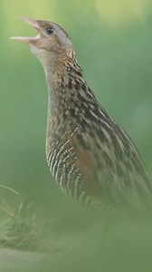 CORN CRAKE . . . SHARE FOR MORE . . FOLLOW FOR MORE Birds_clicks2000 . . . . . . #birds #bird #nature #birdsofinstagram #wildlife #birdphotography #naturephotography #wildlifephotography #photography #birdwatching #birdlovers #animals #best #birding #of #ig #captures #naturelovers #perfection #love #canon #birdstagram #photooftheday #aves #parrots #nikon #art #instagram #birdlife #corncrake | BirdFlix