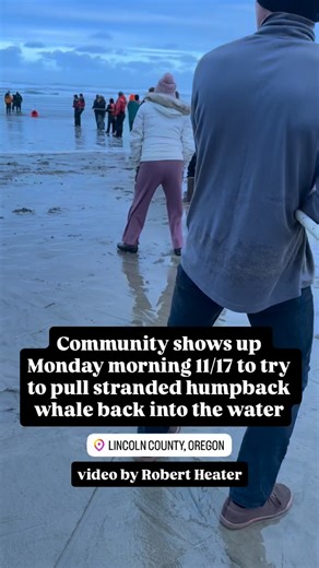 The community is showing up in force Monday morning to try to pull the stranded humpback whale on the Oregon coast back into the water. The juvenile whale washed ashore between Waldport and Yachats Saturday around 4pm. | Wesleigh Ogle KATU