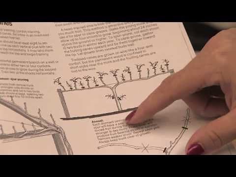 Gardening: Pruning : How to Prune Loganberries