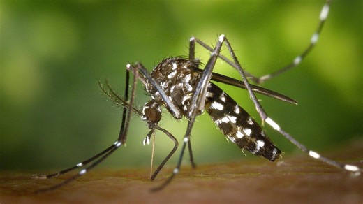 Climate Change and Vector-Borne Diseases: The Spread of Malaria and Dengue