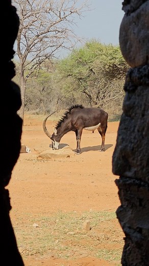 POV : A big Sable bull is standing 18 yards fom the blind, are you taking the shot? #sable #bowhunting #safari #pov #africa | Tom Miranda Hunting Safaris