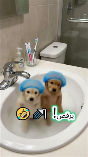 هذا الكلب لا يتوقف عن الرقص 😂 هل هو كلب أم نجم حفلات؟ 🐶🔥