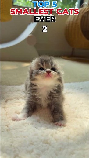 top 5 smallest cat ever 🙀😹 #cat #smallcat #cute