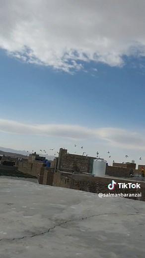 Flock of Birds Flying in Scenic Rural Landscape