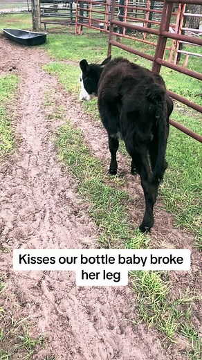 Kisses the baby cow #comeonkisses #bottlebaby #weloveyoukisses