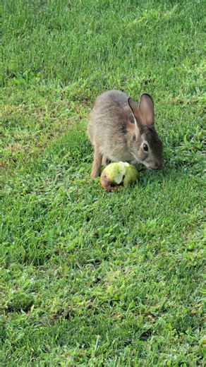 COFFEE & A CHIPMUNK / MR BUNNY #CHIPPYRANCH #RABBIT #MR.BUNNY #nature #wildlife #comedy