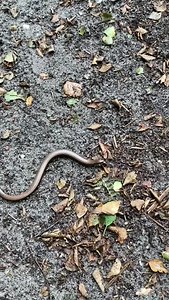 47 reactions | This rather speedy slow worm was seen at Blaxhall Common recently. Despite appearances, the slow worm is actually a legless lizard, not a worm or a snake. Ben Calvesbert | Suffolk Wildlife Trust | Facebook