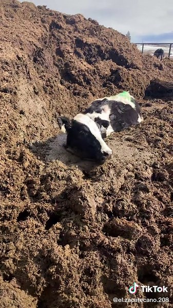 Pinche vaca mamilas #fyp #parati #mexicanos #lecherias #dairyfarmer