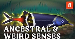 Crash Course Zoology:Ancestral & Weird Senses Season 1 Episode 8