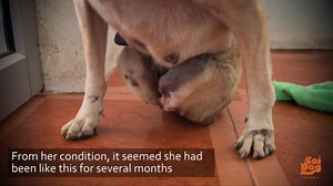 Dog With 'No Hope' Gets a New Life