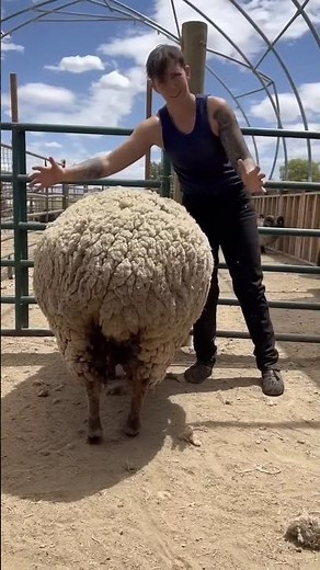 भेड़ की ऊन काटने की प्रक्रिया | Shearing Process Explained | Factral #shorts