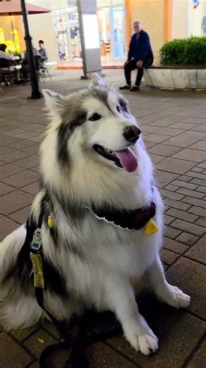 Alaskan Malamute Dog Poses for Adoring Fans at the Mall