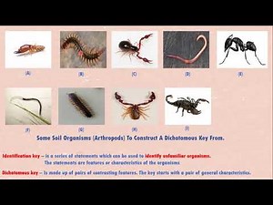 Dichotomous Keys : How To Construct Them Explained