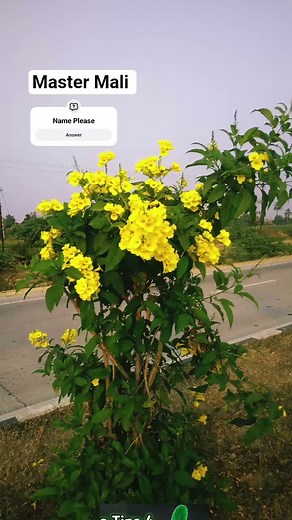 भाई लोग skip मत करना। Tikoma Evergreen Hardy flower plant। Master Mali #tranding #flowers