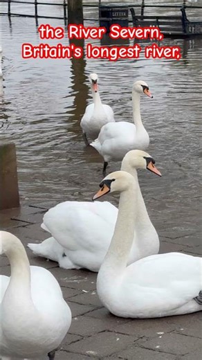 The River Severn #worcester #river #viral #christmas #youtubeshort #shorts #short #shortsvideo