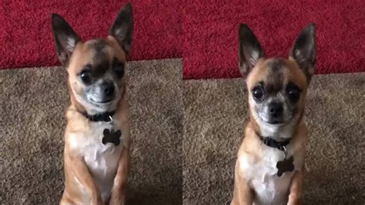 Smart Dog Captivates with Remarkable Ability to Understand Human Words