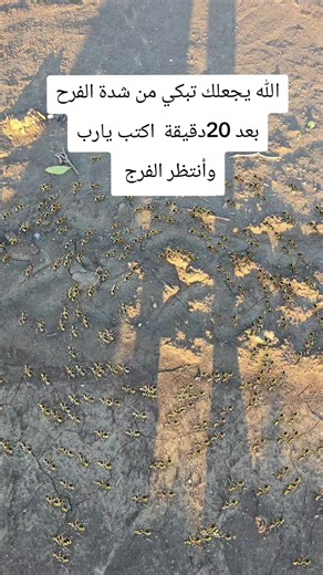 تأملات في الفرج والفرح