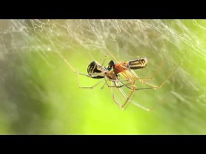 Reproduction d'araignées (Neriene radiata) - par Simon Bugnon