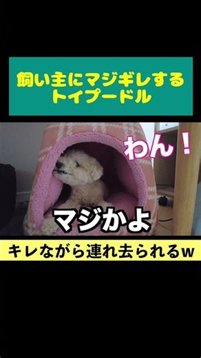 My usually gentle dog got really angry... #toypoodle #dog