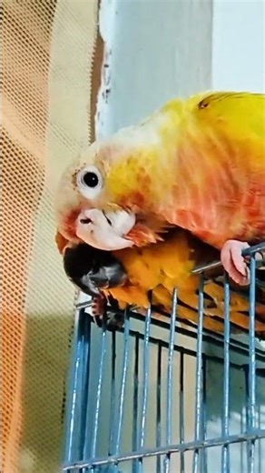 Sun Chick & Sun Conure 😍🥰 ll #conure #birds #shorts