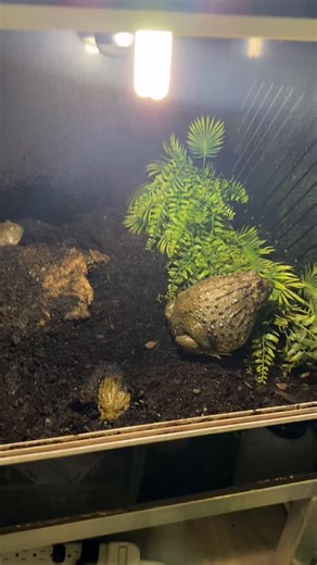 Zulu&MusaDaAfricanBullfrogs on Instagram: "Fish feeding video 🐠. I also fed my guys some huge horn worms. I feed these big guys weekly now they’re getting huge. I counfused them in the video hulk is the one up front. Hope you guys enjoy Musa and Zulu feeding video coming soon. #giantafricanbullfrog #giantafricanbullfrogsofinstagram #giantafricanbullfrogs #africanbullfrog #africanbullfrogsofinstagram #africanbullfrogs #pixiefrogsofinstagram #pixiefrog #pixiefrogs #pyxicephalusadspersus #pyxiceph