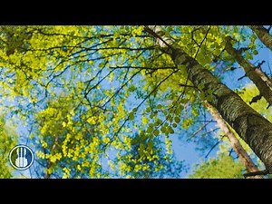 Relaxing Spring Ambience - ASMR - Nature Sounds of Spring Wind and Birds Singing