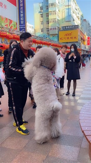 80多斤啦，撒娇起来还像个孩子#萌宠闹新春_3xxaeu49khwi2ac #dogsofinstagram #dogsoftiktok #puppylove #dogoftheday | Coco Poodle