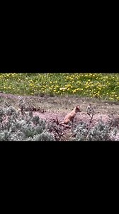 1.9K views · 70 reactions | Growing up Coyotes- Yellowstone National...