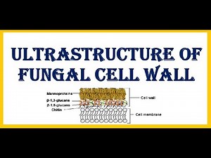 Ultrastructure of Fungal Cell Wall