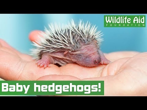 Cute hedgehog family returned to the wild!