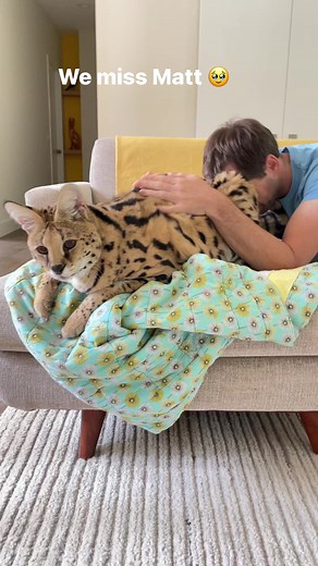 And yes, #servals #purr | Chloe the Serval