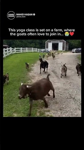 This yoga class is set on a farm, where the goats often love to join in... 😭❤️