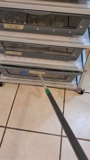 Wild Snack Rescuer on Instagram: "#animals #venomous #snakes #reptiles"