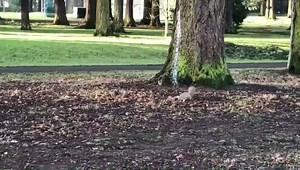 3.2K views · 101 reactions | KC doing a little practice in the park. Don't worry there was no hook on his fly. www.redington.com | Redington | Facebook