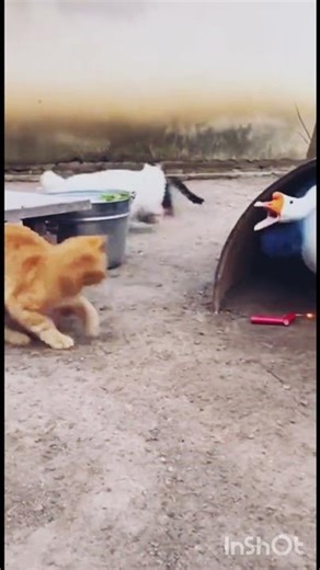 Funny video cat